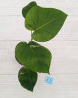 Monstera Deliciosa 'Mint'