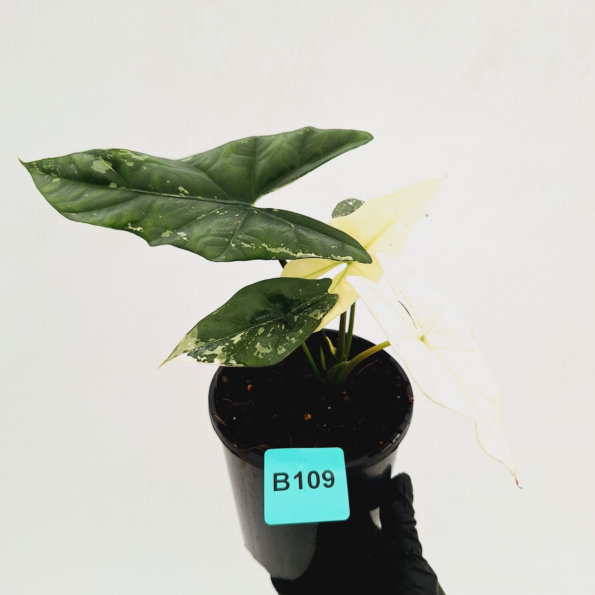 Alocasia ‘Simpo Albo’ Variegata - SALE