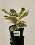 Ficus lyrata Variegata