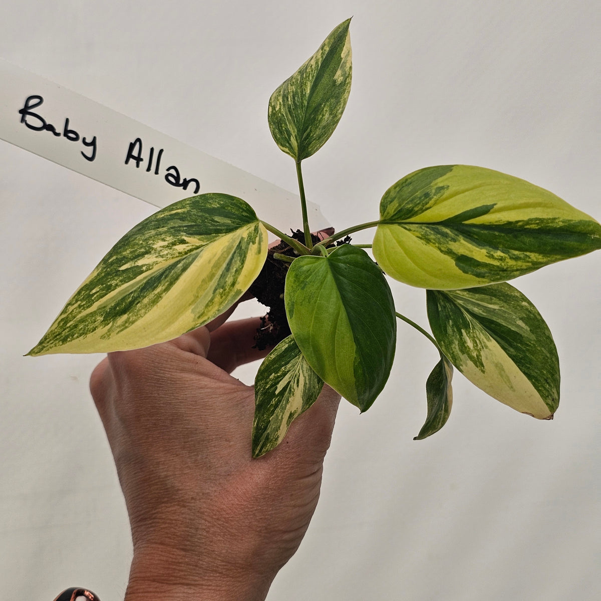 Homalomena rubescens Variegata - Bare Bottom Baby
