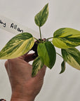 Homalomena rubescens Variegata - Bare Bottom Baby