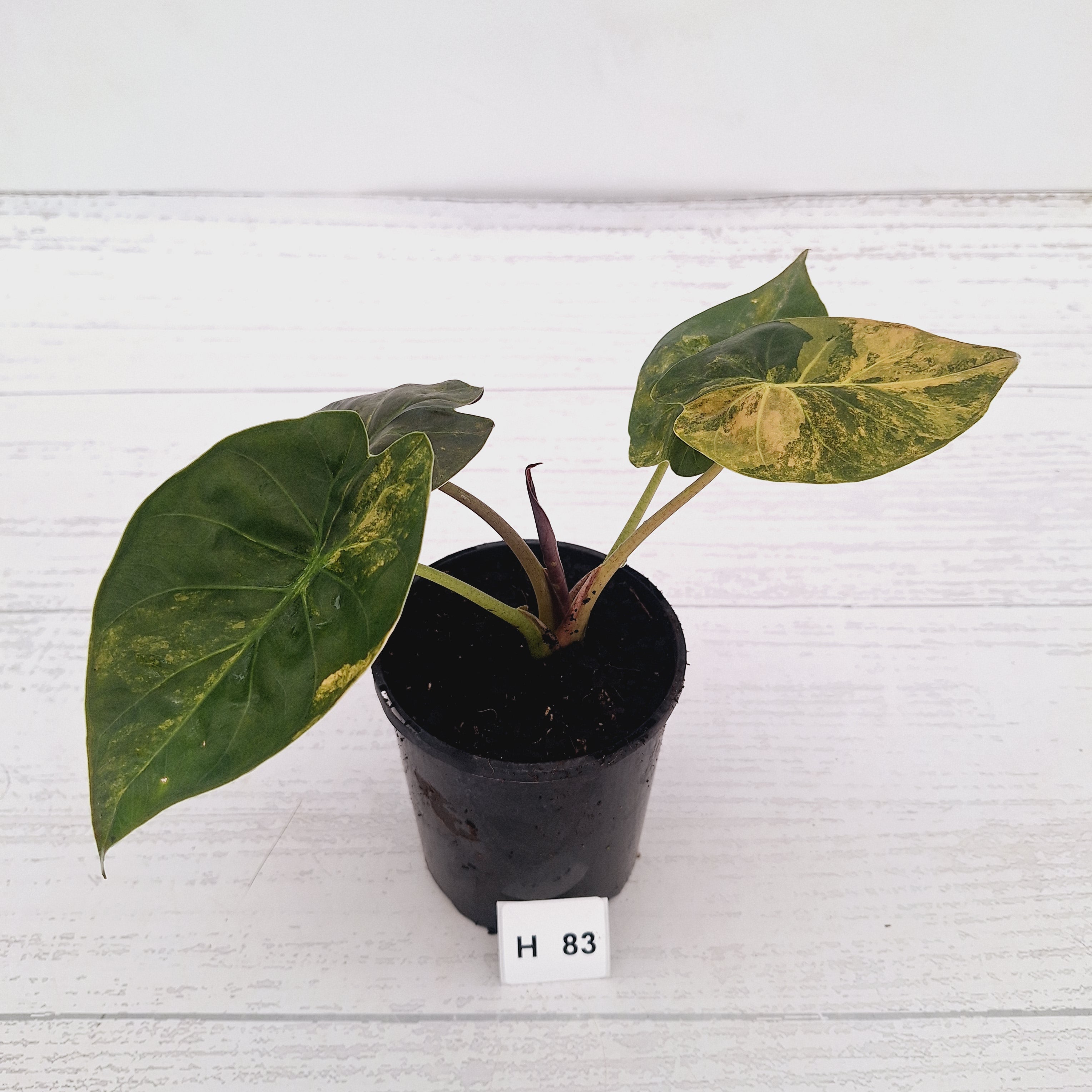 Alocasia ‘wentii’ Variegated