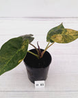 Alocasia ‘wentii’ Variegated