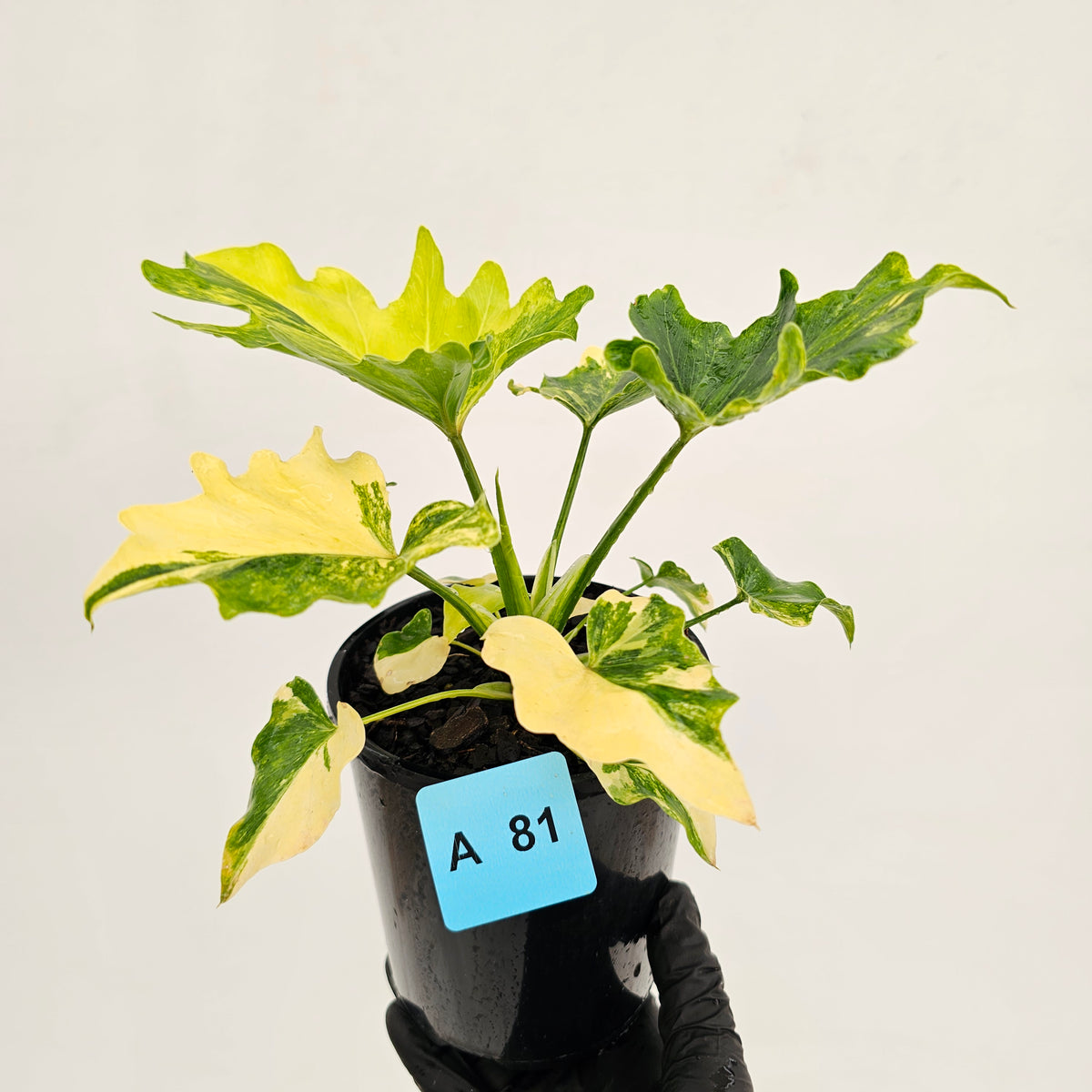 Philodendron bipinnatifidum variegata - SALE