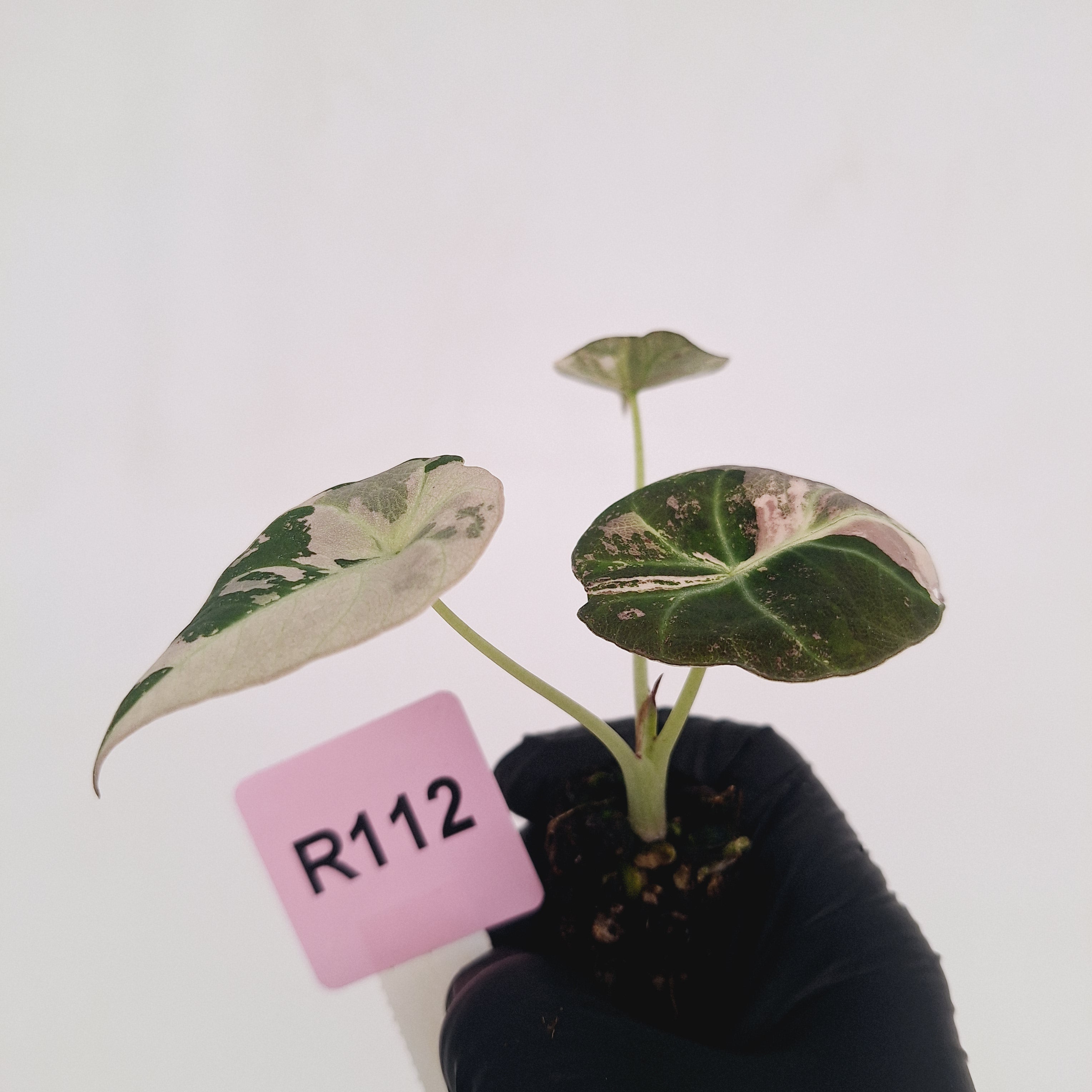 Alocasia reginula 'Black Velvet variegata' - Bare Bottom Baby
