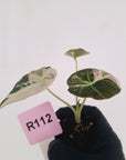 Alocasia reginula 'Black Velvet variegata' - Bare Bottom Baby