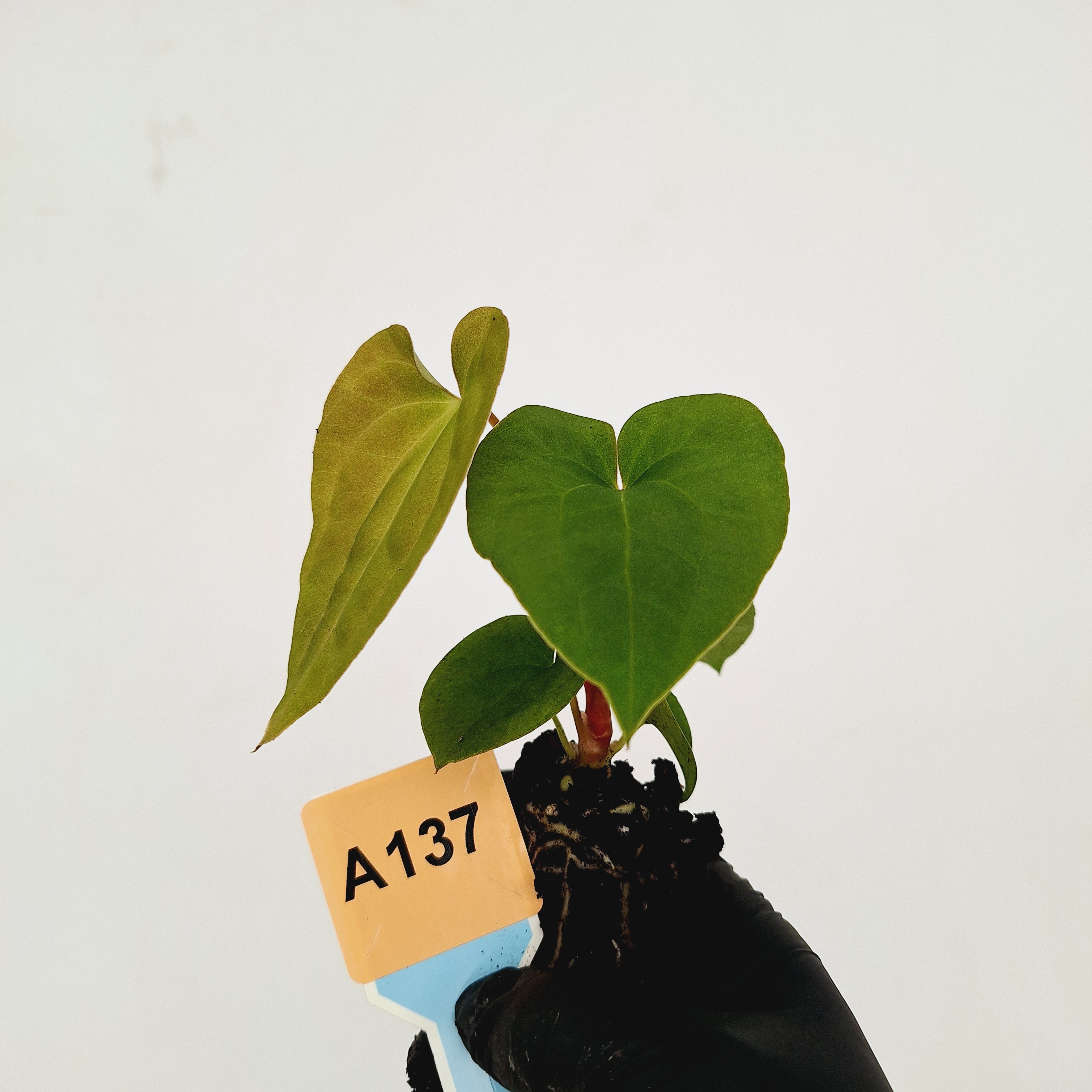 Anthurium &#39;Black Magic&#39;  - Bare Bottom Baby