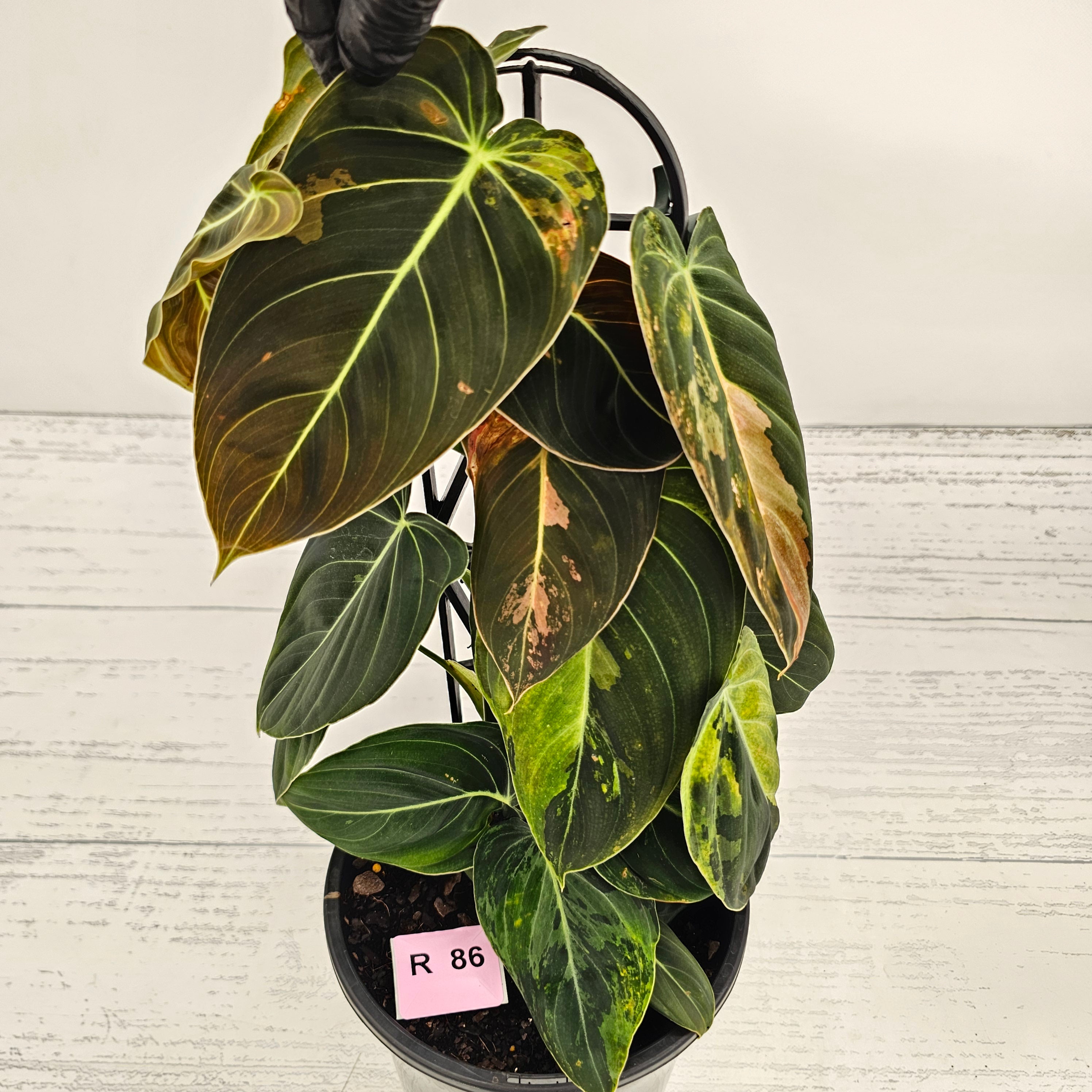 Philodendron melanochrysum Variegata