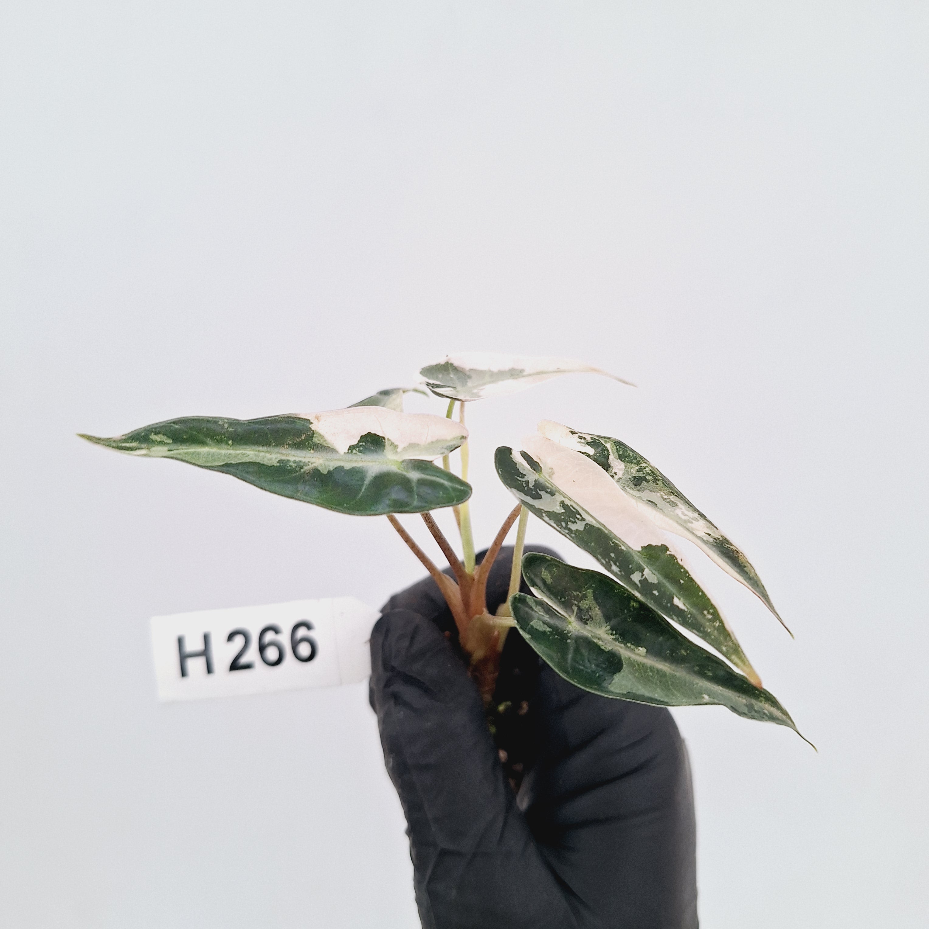Alocasia Amazonica  bambino Variegata - Bare Bottom Baby - SALE
