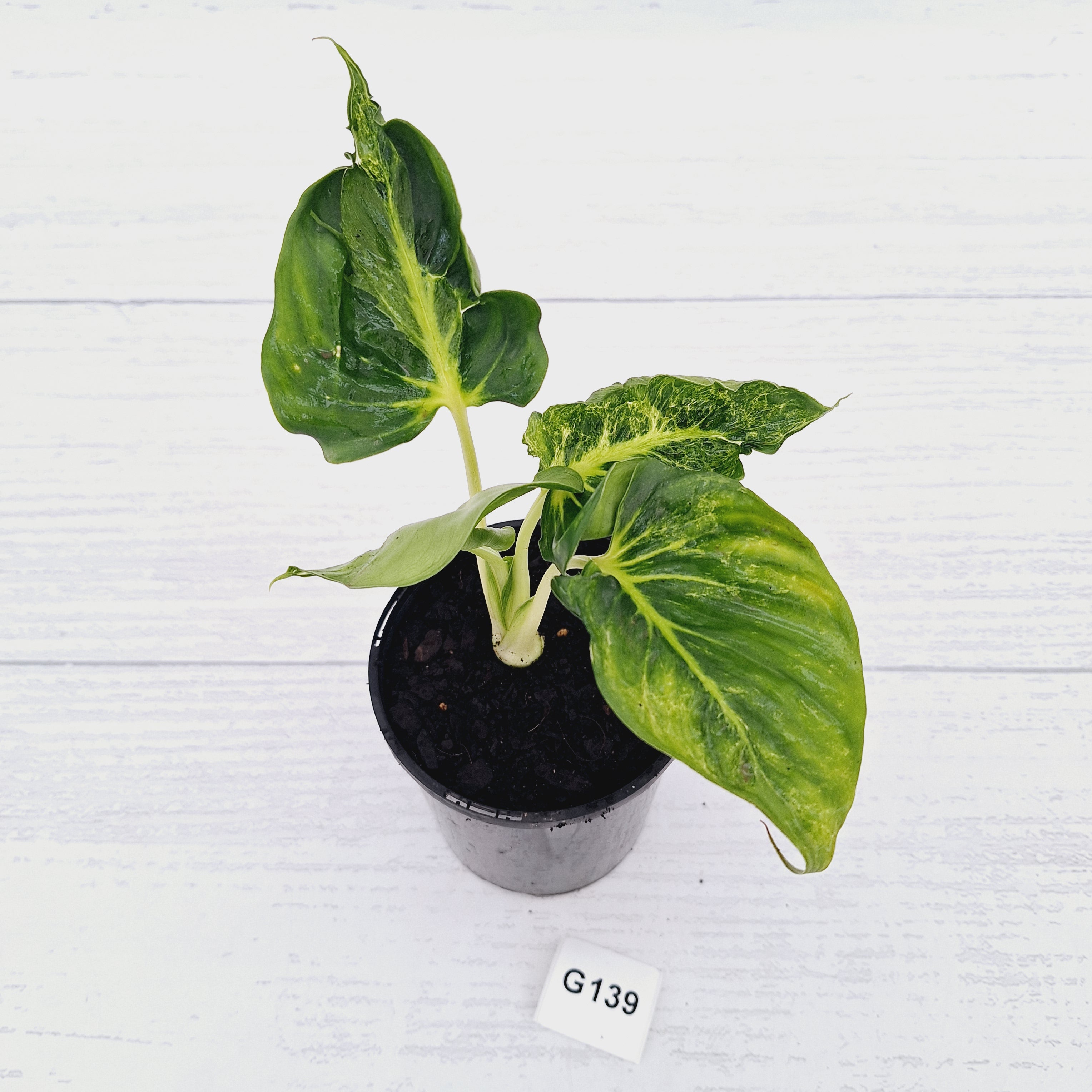 Homalomena lindenii Variegata