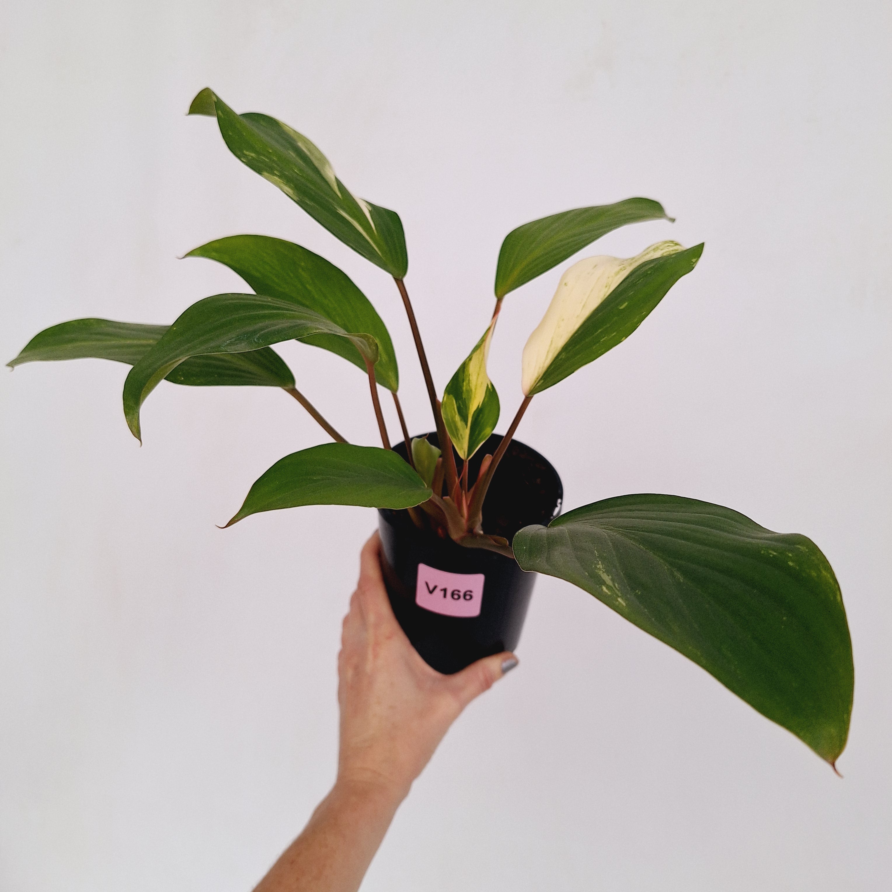 Homalomena Tropical Green Variegata -sale