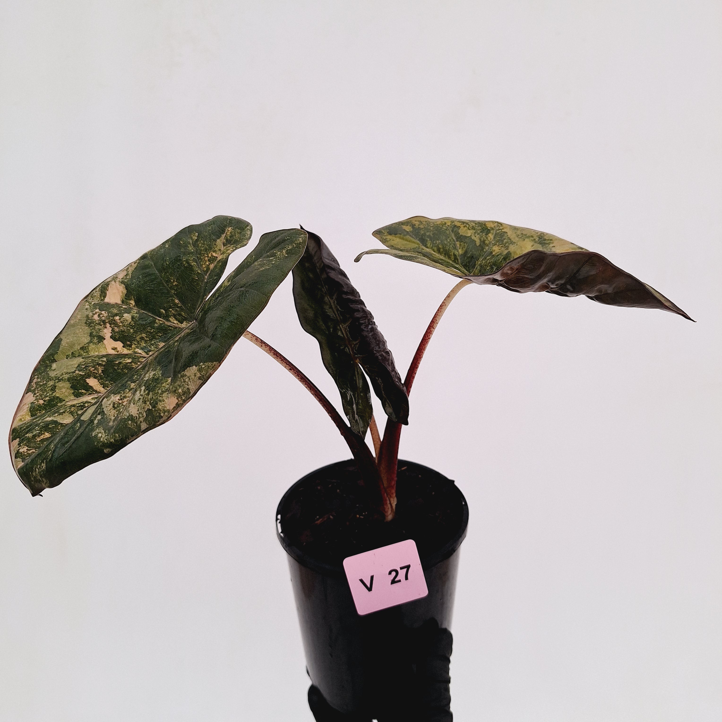 Alocasia macrorrhizos 'plumbea Variegata'- Sale