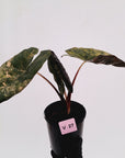 Alocasia macrorrhizos 'plumbea Variegata'- Sale