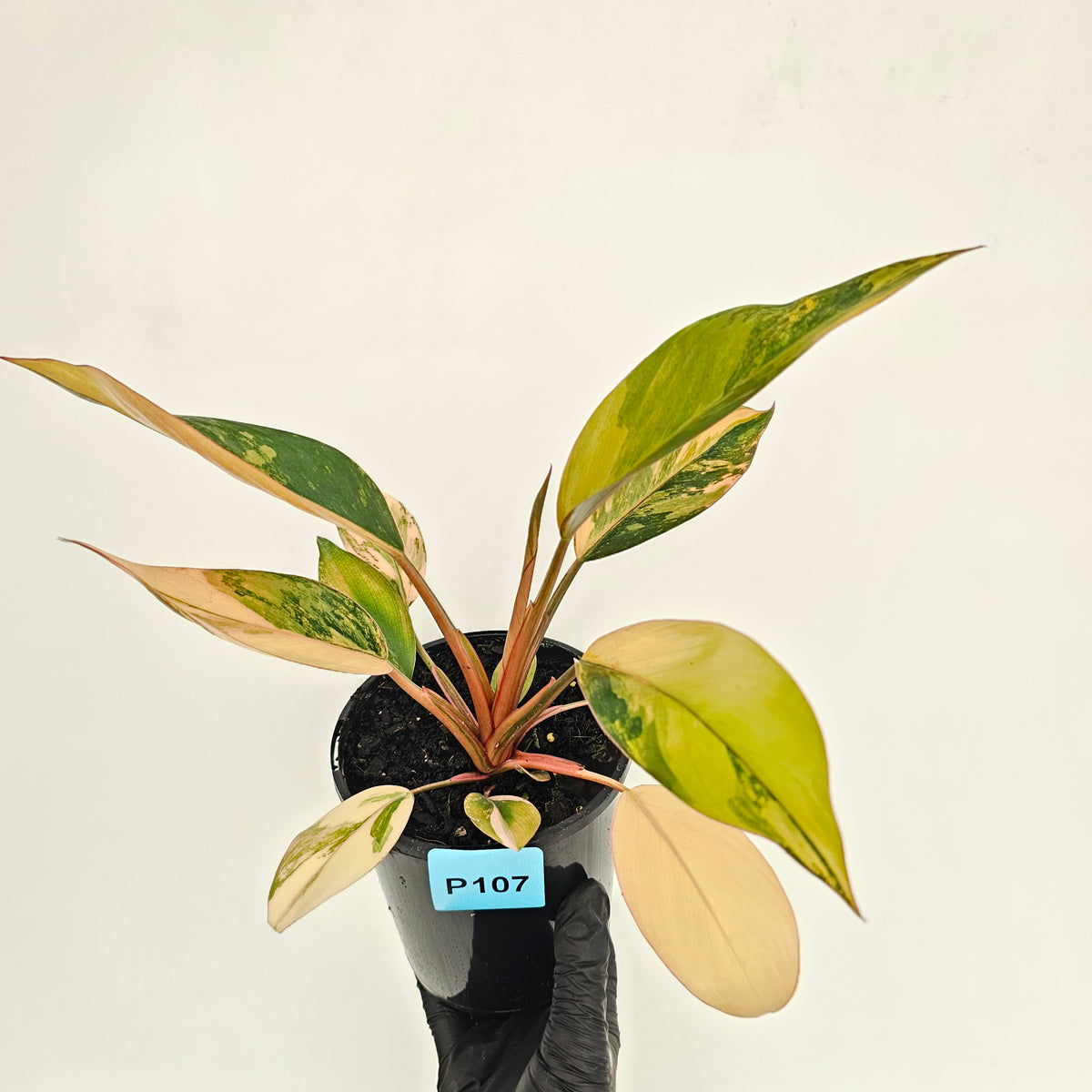 Philodendron 'Rojo Congo Variegated' 125mm - SALE