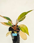 Philodendron 'Rojo Congo Variegated' 125mm - SALE