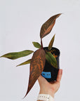 Philodendron 'Orange Princess'