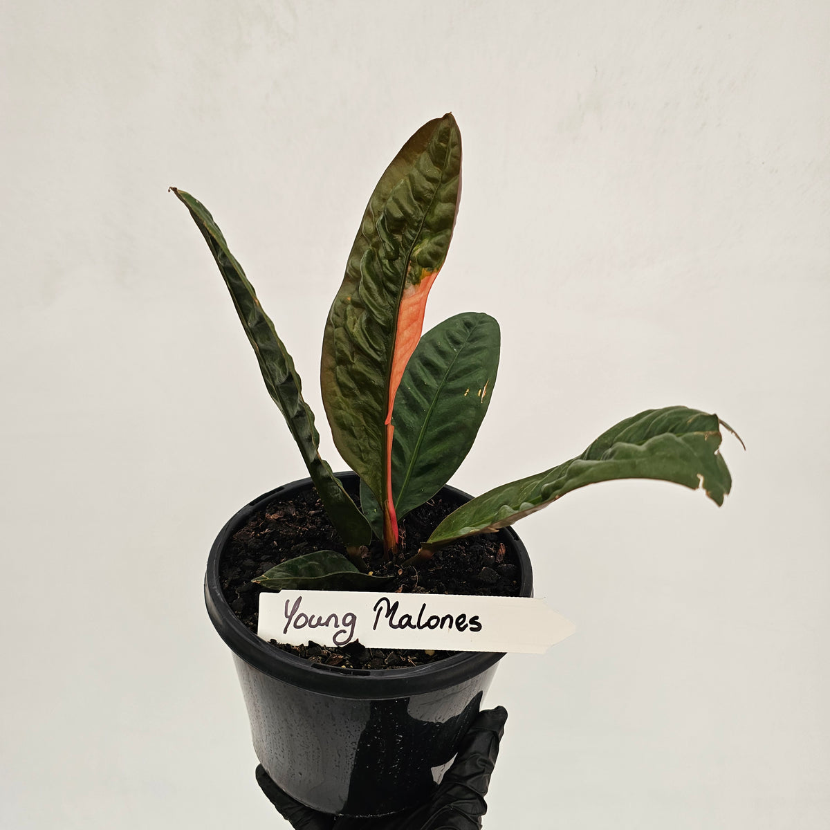 Anthurium superbum Variegata