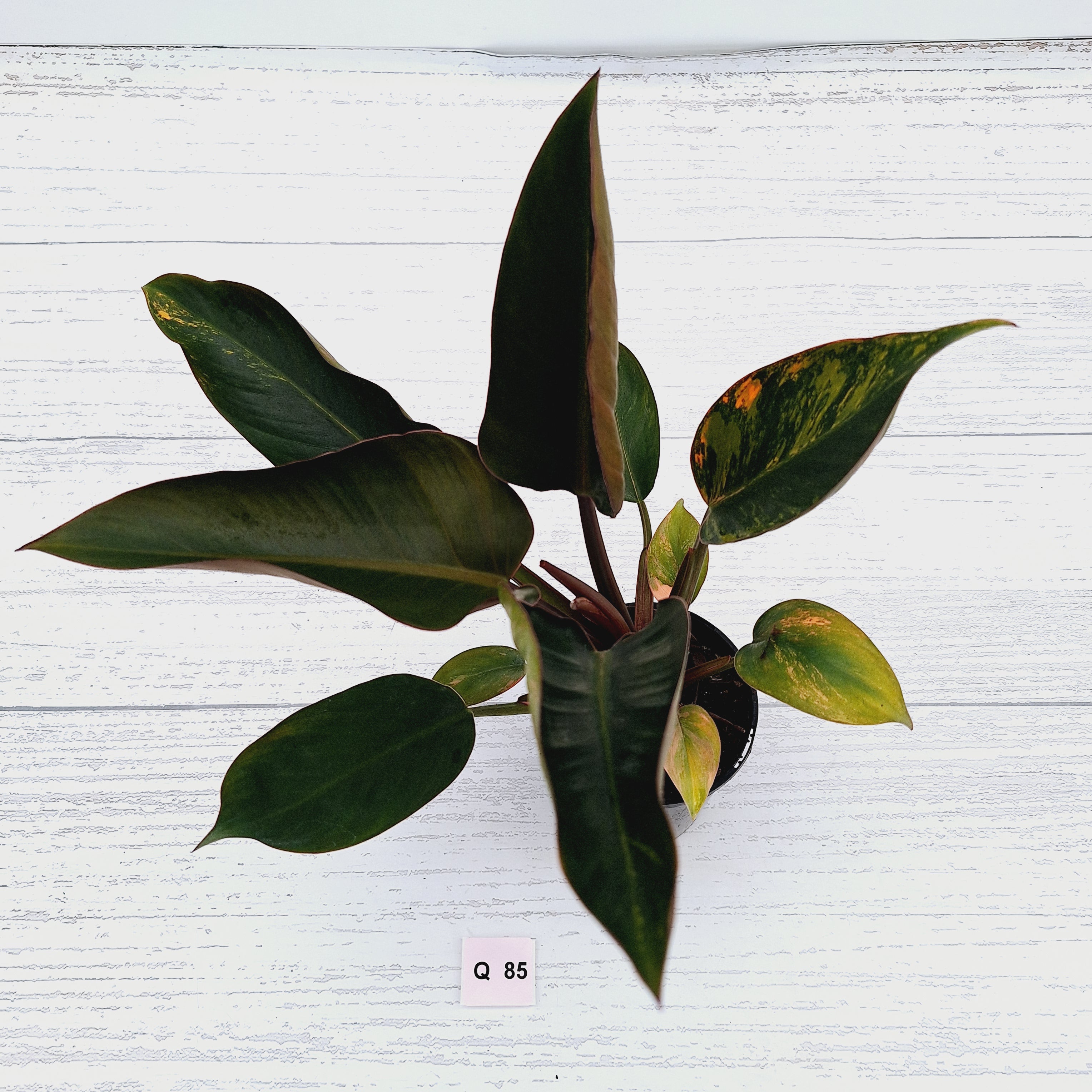 Philodendron &#39;Rojo Congo Variegated&#39;