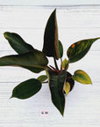 Philodendron 'Rojo Congo Variegated'
