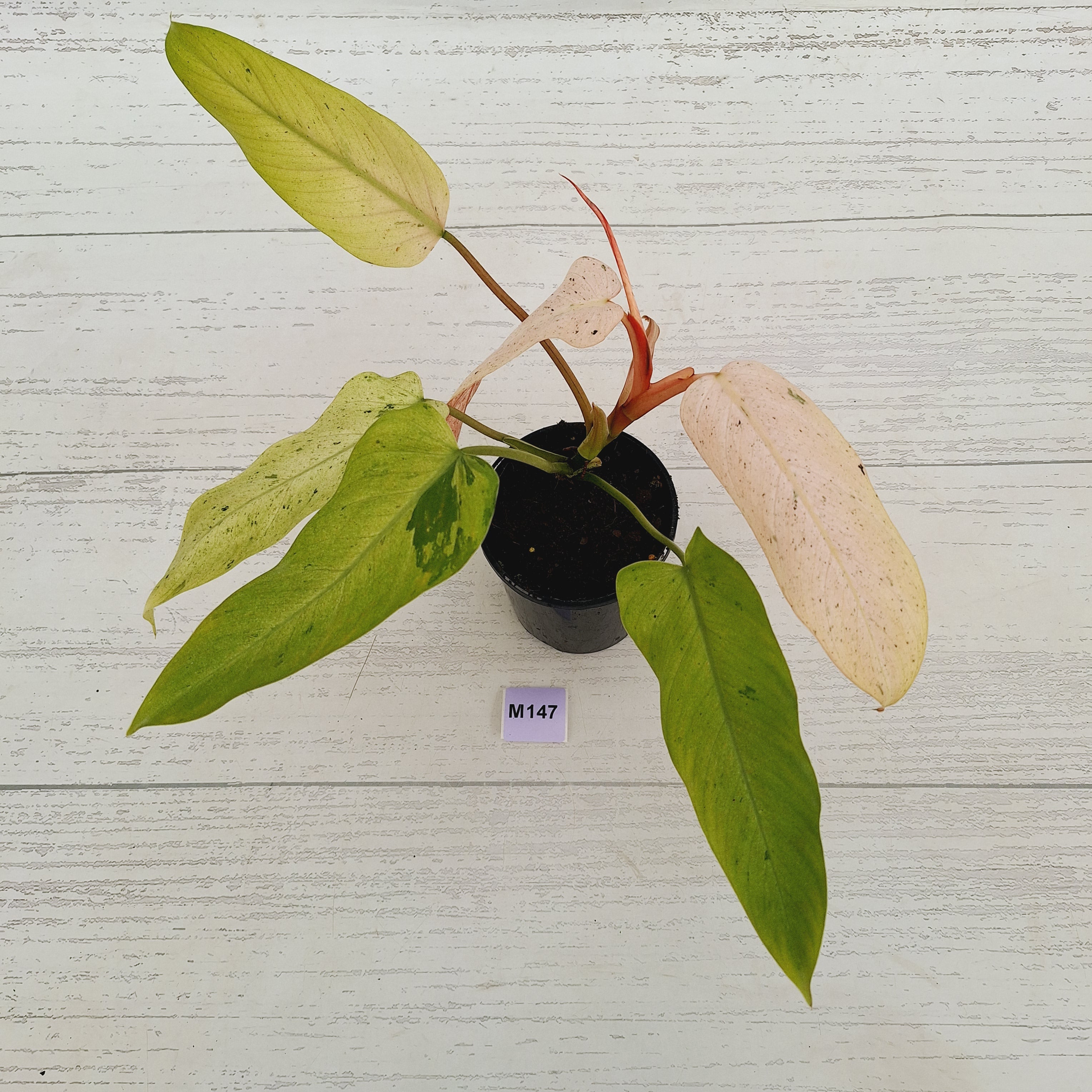Philodendron  'Whipple Way' SALE