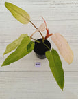 Philodendron  'Whipple Way' SALE