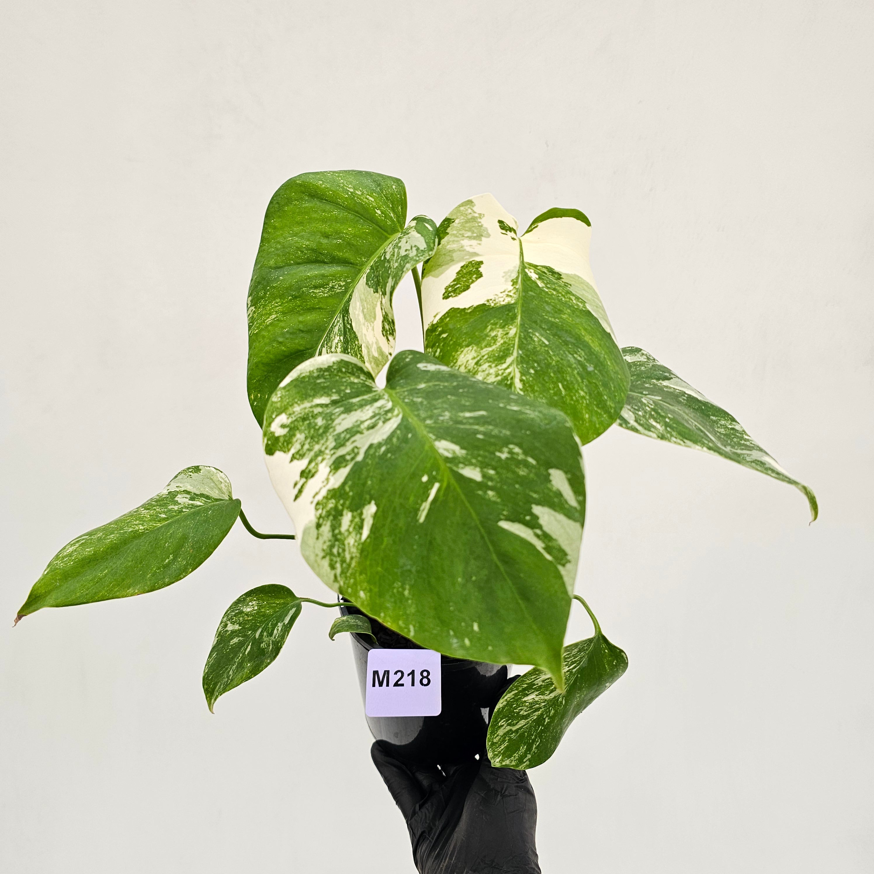 Monstera borsigiana 'Albo'