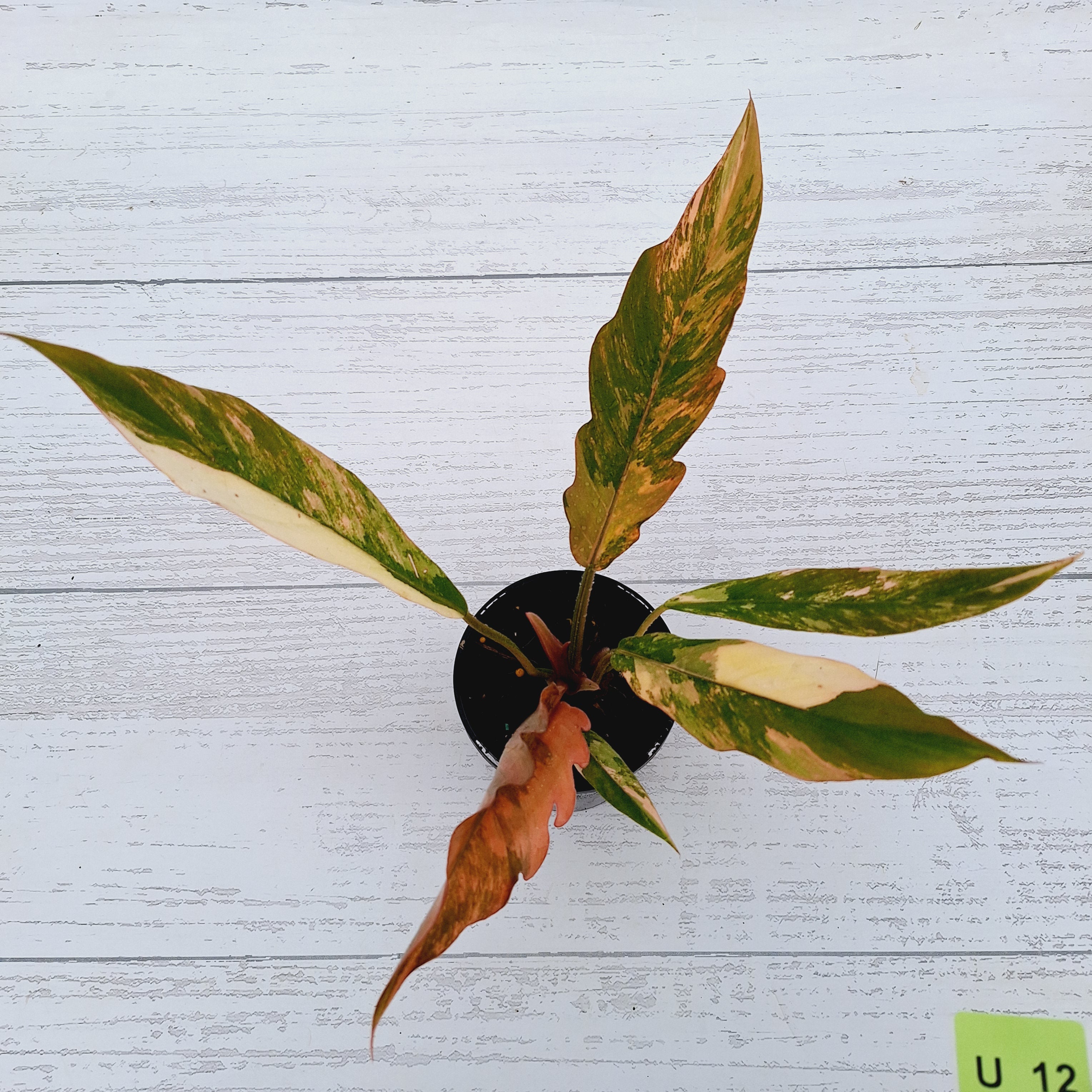 Philodendron serratum Caramel Marble