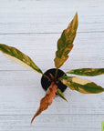 Philodendron serratum Caramel Marble
