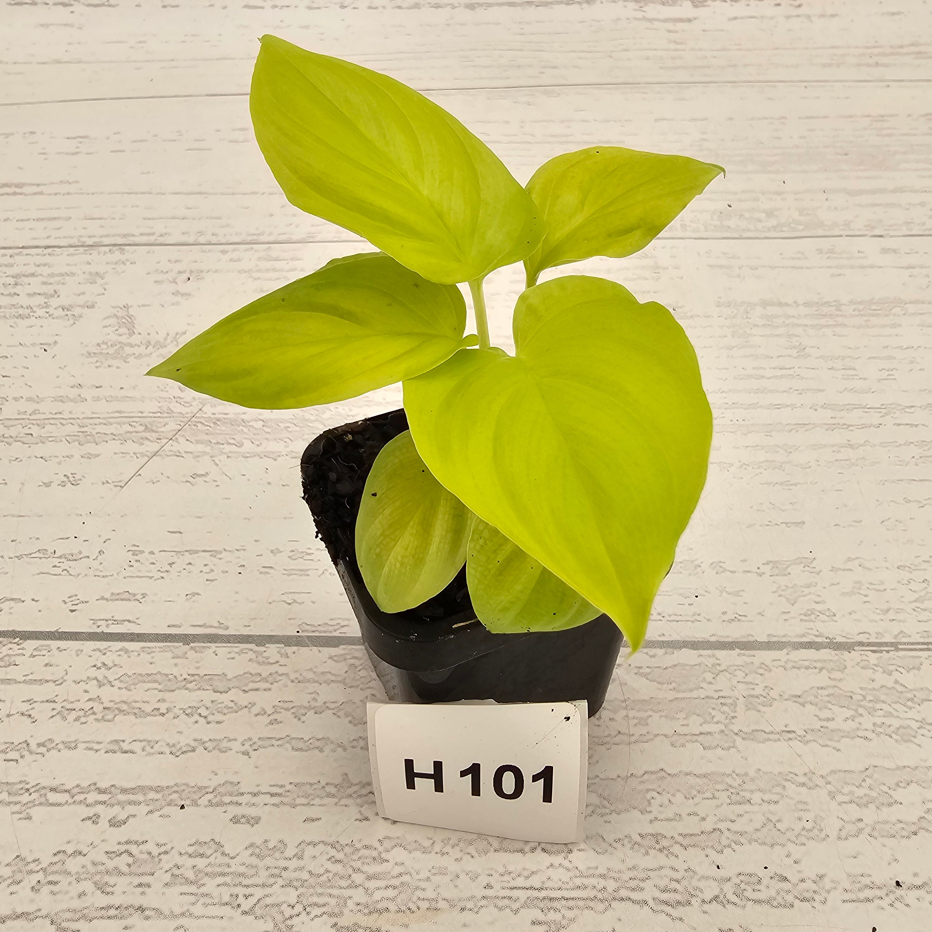 Homalomena rubescens Golden Hibiscus’ - Bare Bottom Baby - SALE