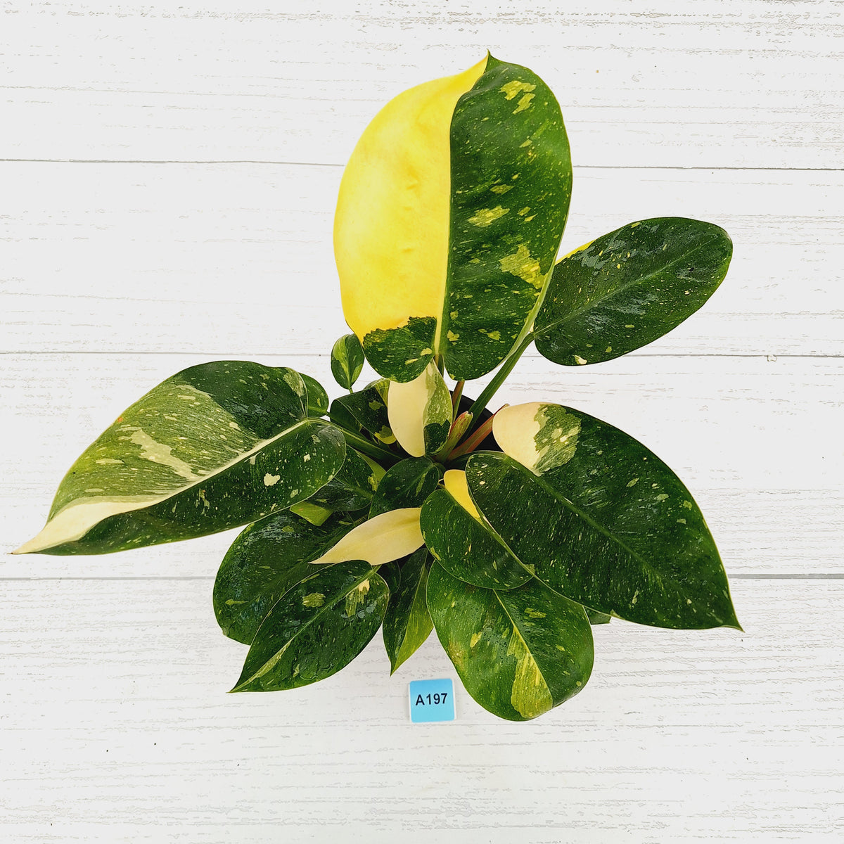 Philodendron Green Congo Variegata (Nuclear)
