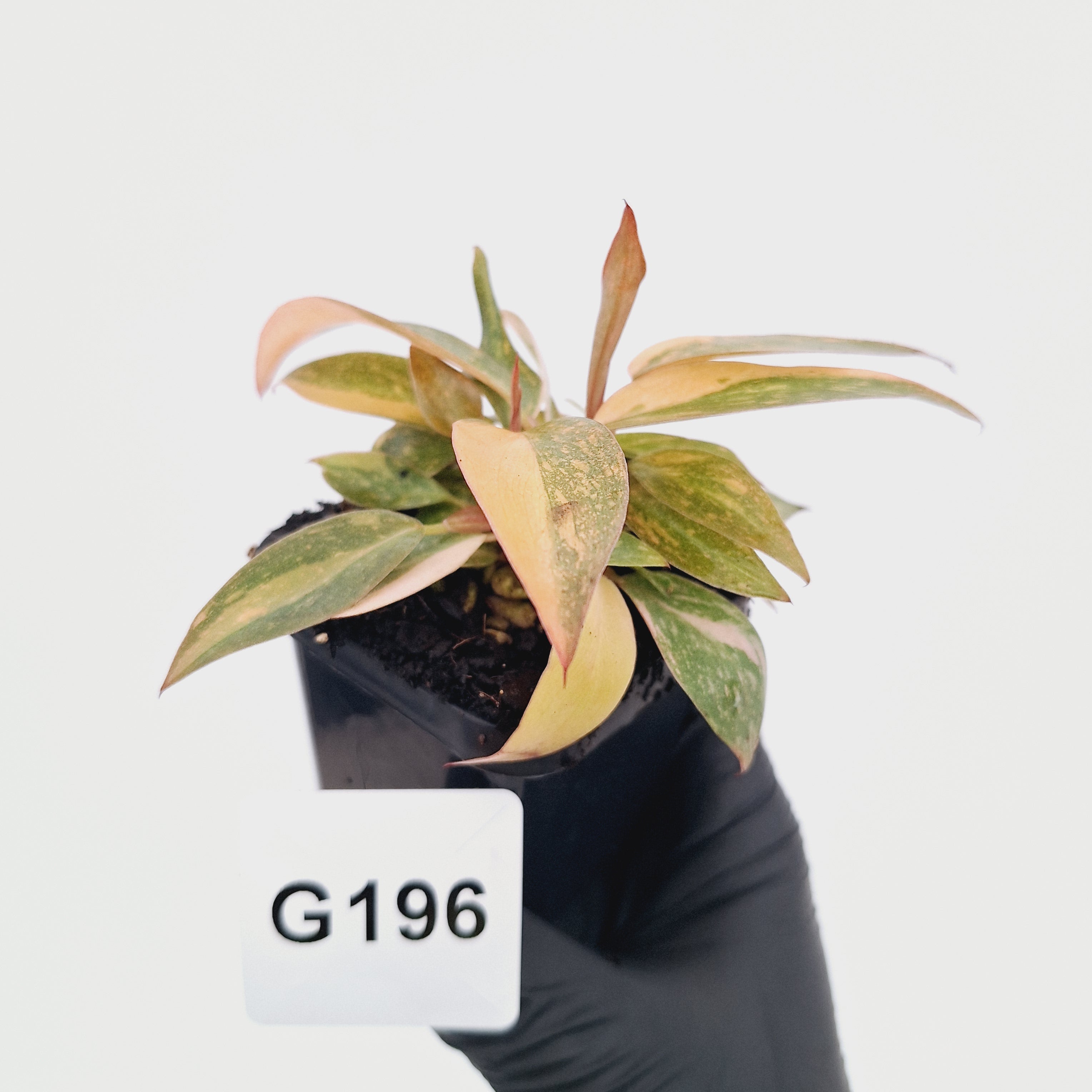 Philodendron 'Orange Princess'