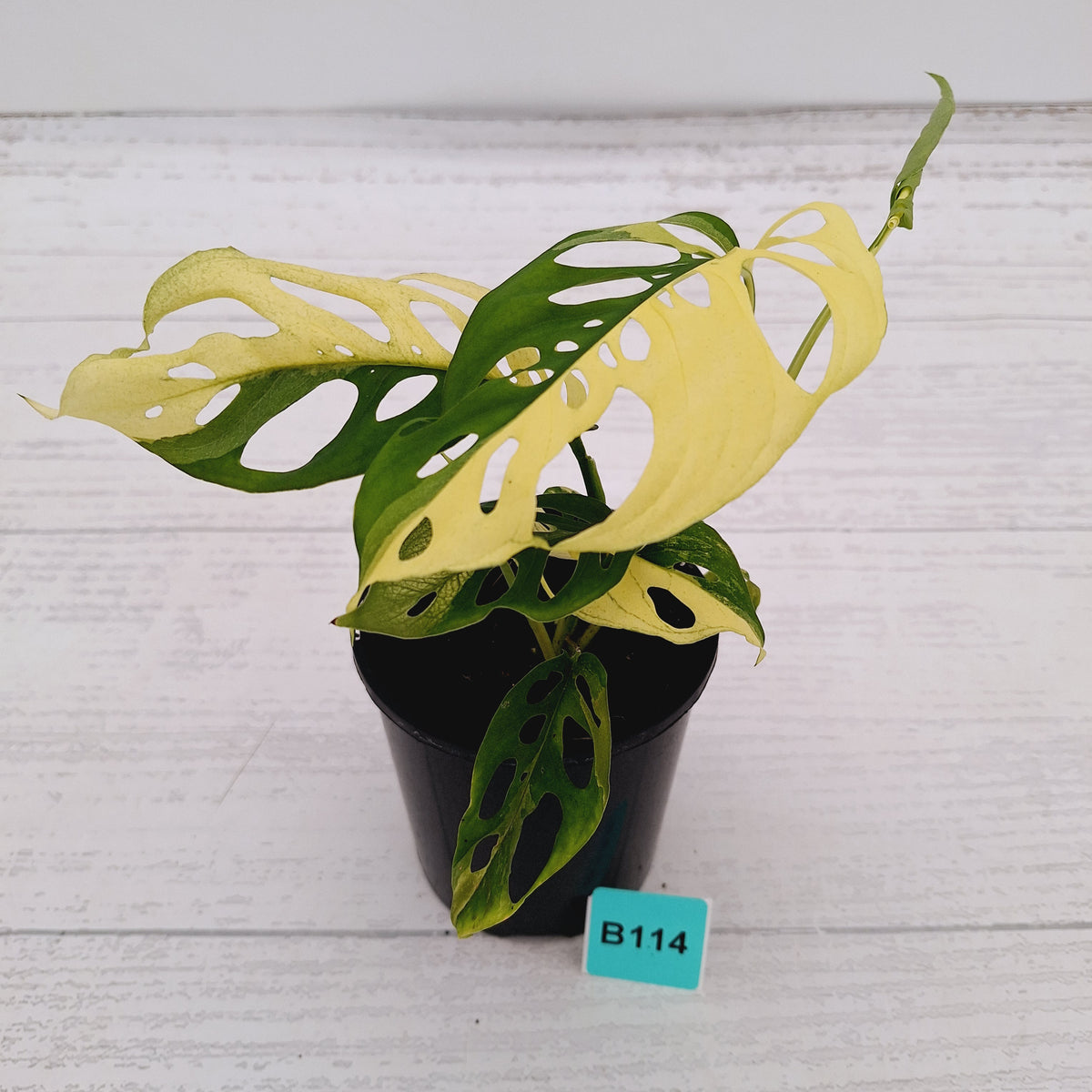 Monstera adansonii Variegata