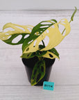 Monstera adansonii Variegata