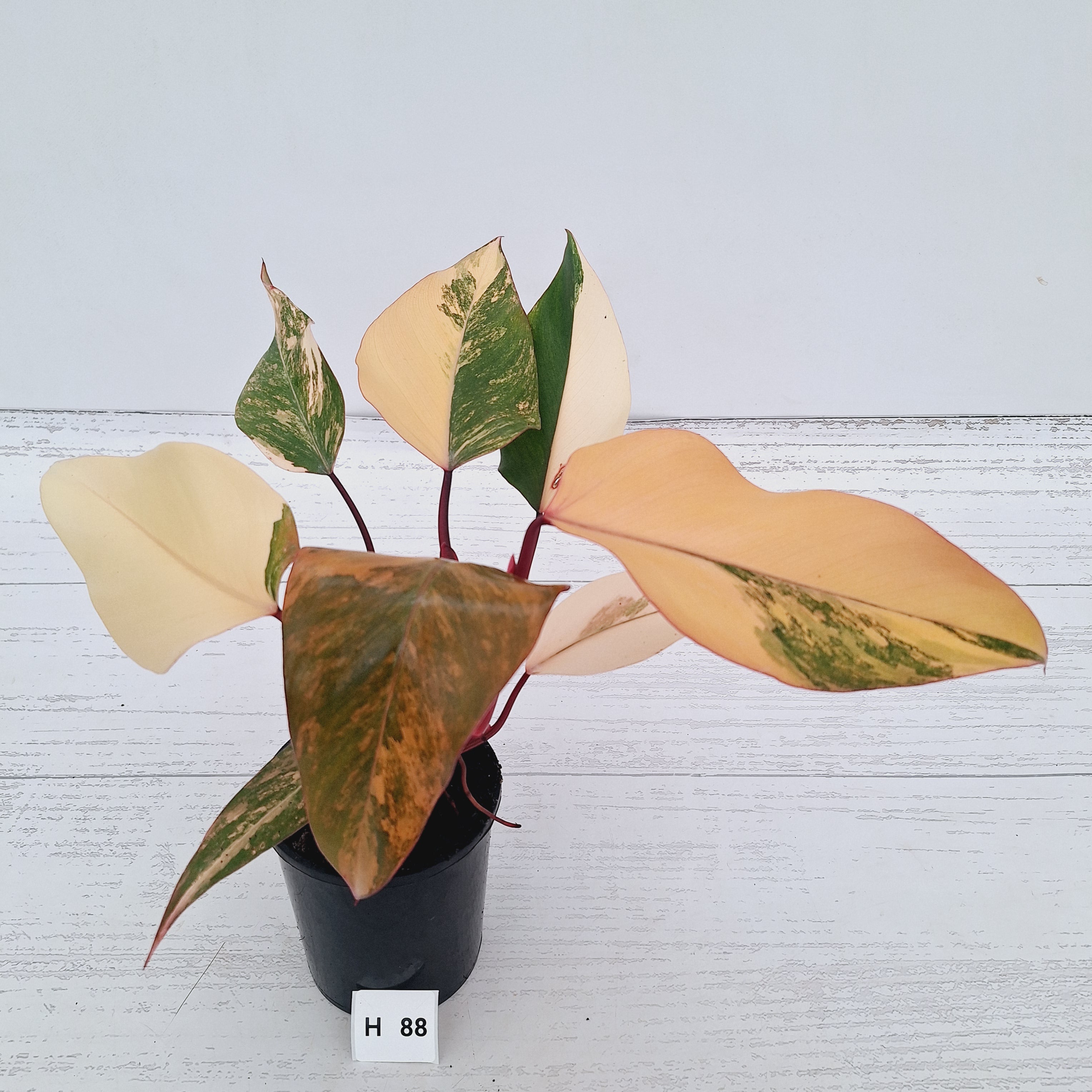 Philodendron erubescens Strawberry Shake - SALE