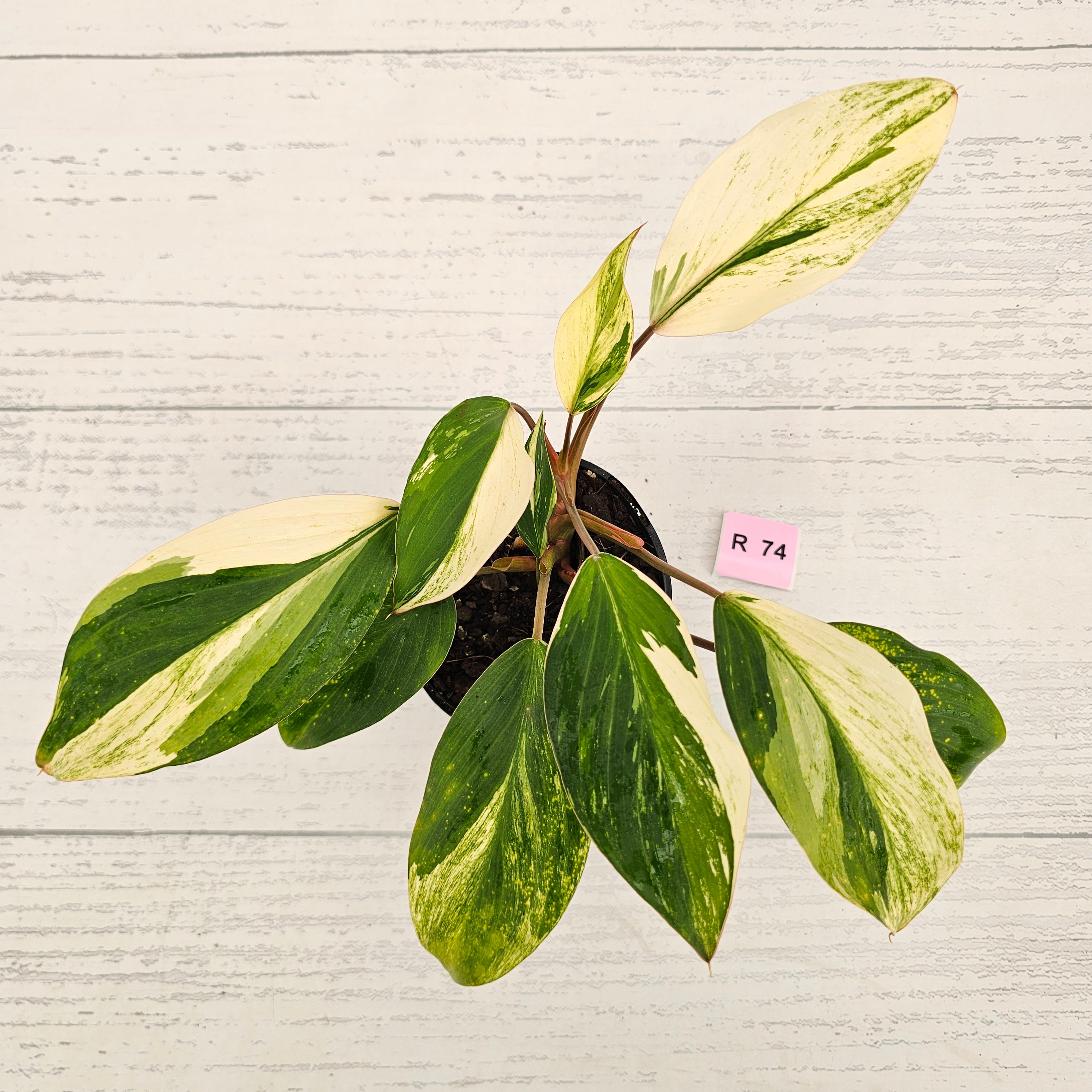 Homalomena 'Tropical Green' Variegata -sale