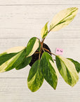 Homalomena 'Tropical Green' Variegata -sale