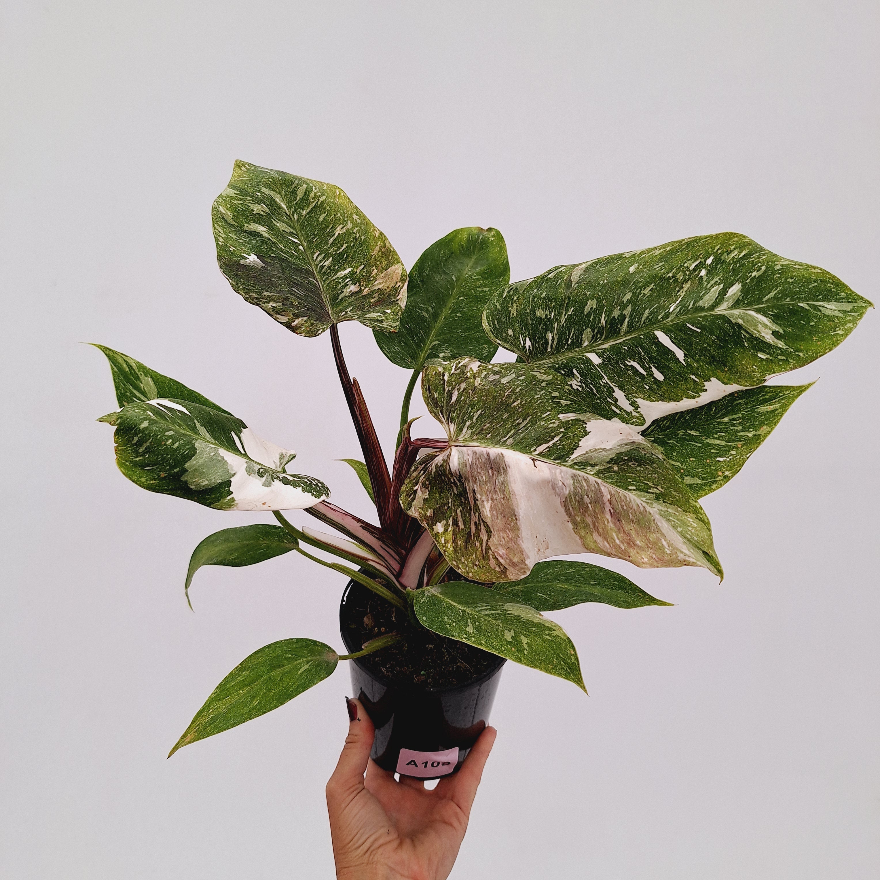Philodendron 'Pink Princess Galaxy Marble' Sport