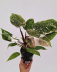 Philodendron 'Pink Princess Galaxy Marble' Sport