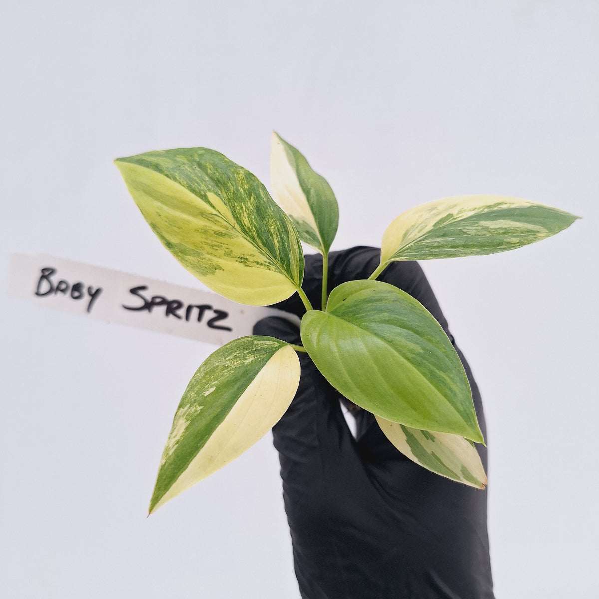 Homalomena rubescens Variegata - Bare Bottom Baby