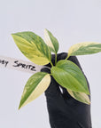 Homalomena rubescens Variegata - Bare Bottom Baby