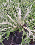 Fern Asplenium nidus Variegata - Perfectly Imperfect