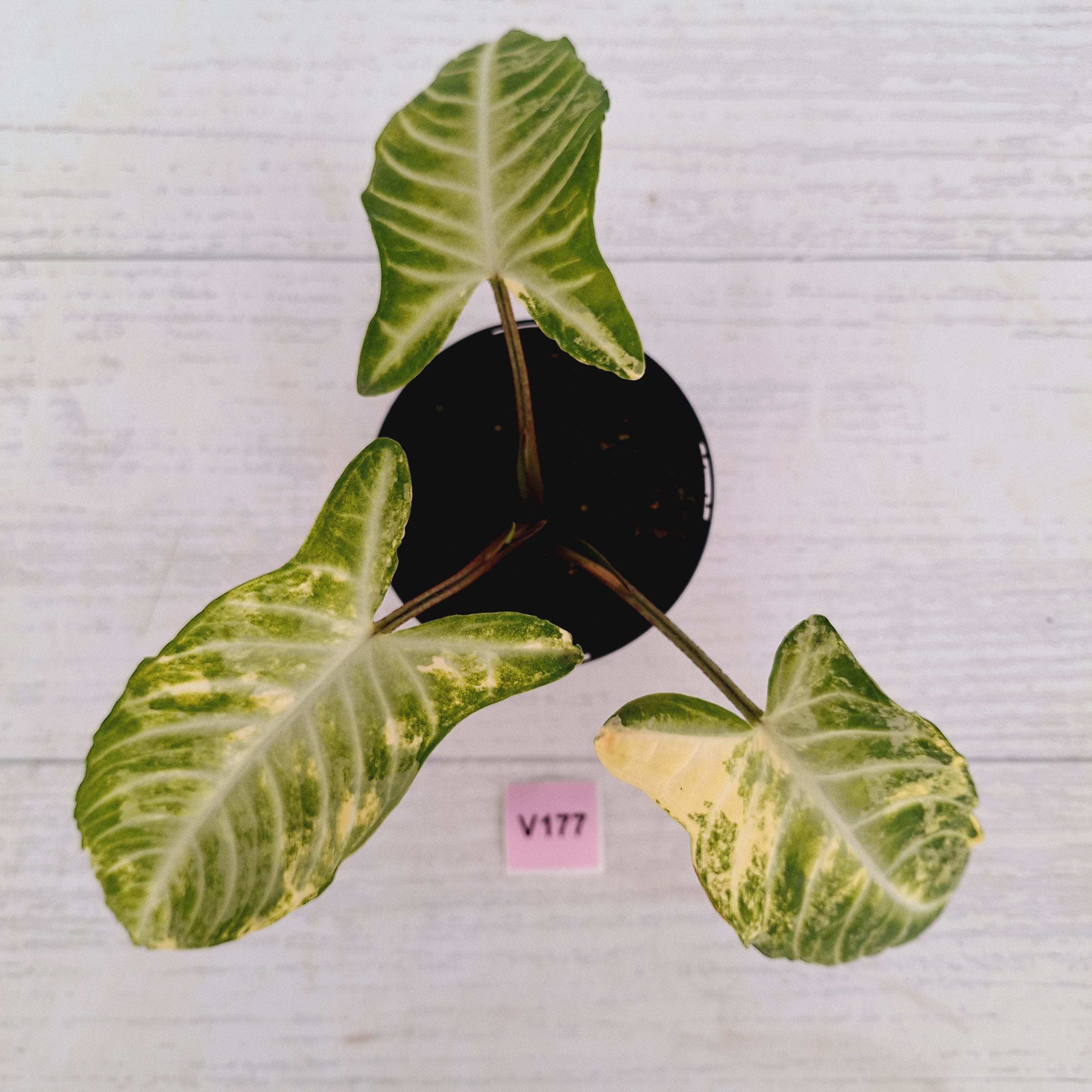 Phyllotaenium lindenii Magnificum Variegata - sale