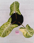 Phyllotaenium lindenii Magnificum Variegata - sale