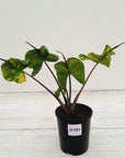 Alocasia macrorrhizos 'Stingray Aurea' Variegata