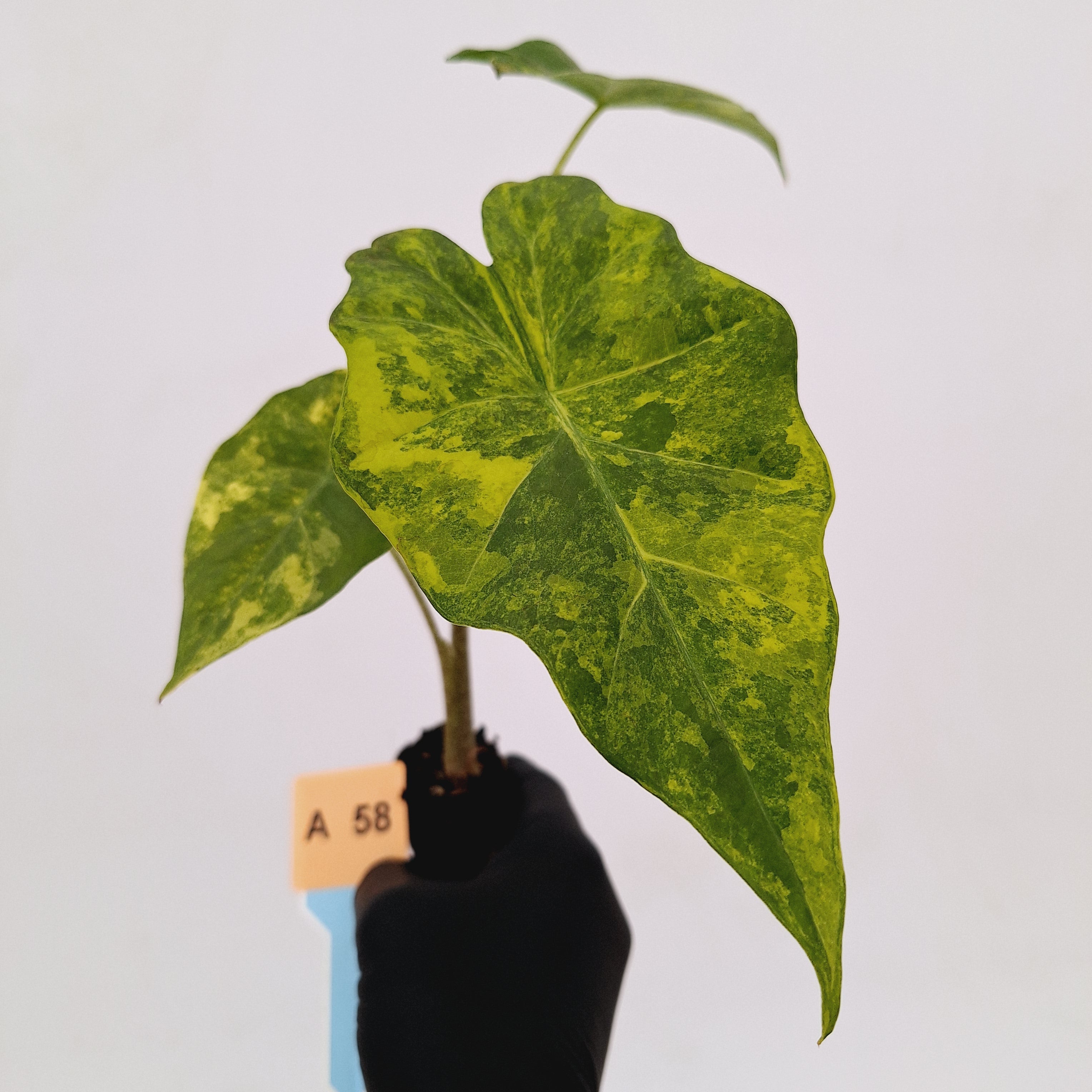 Alocasia Portora Variegata - Bare Bottom Baby