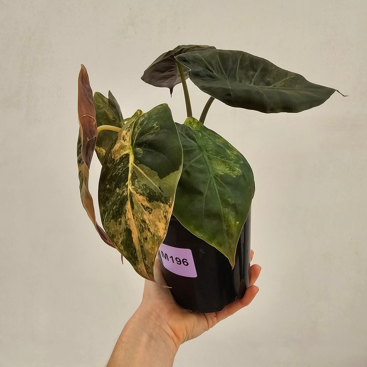 Alocasia ‘wentii’ Variegated - Sale