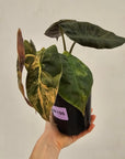 Alocasia ‘wentii’ Variegated - Sale