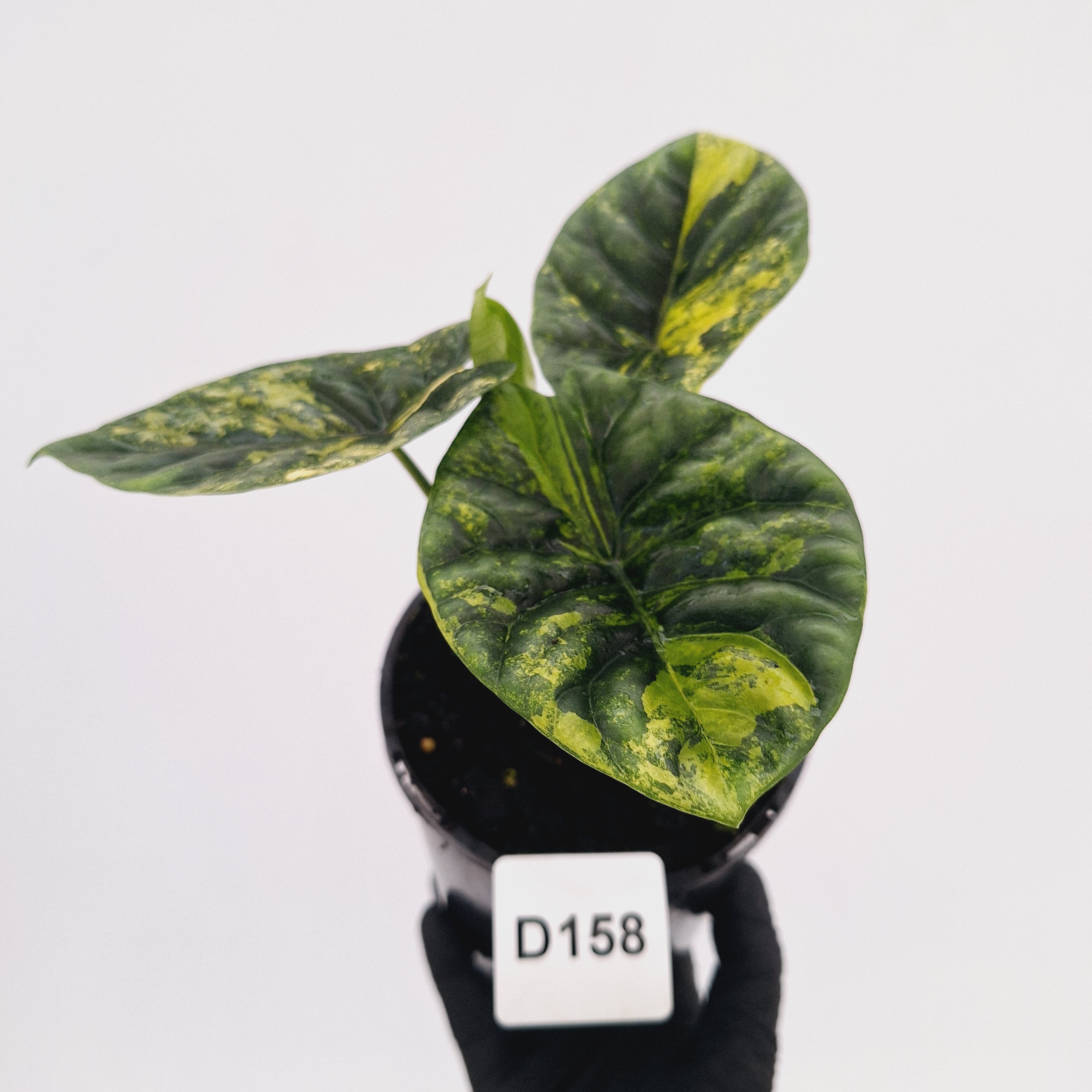 Alocasia sinuata Variegata