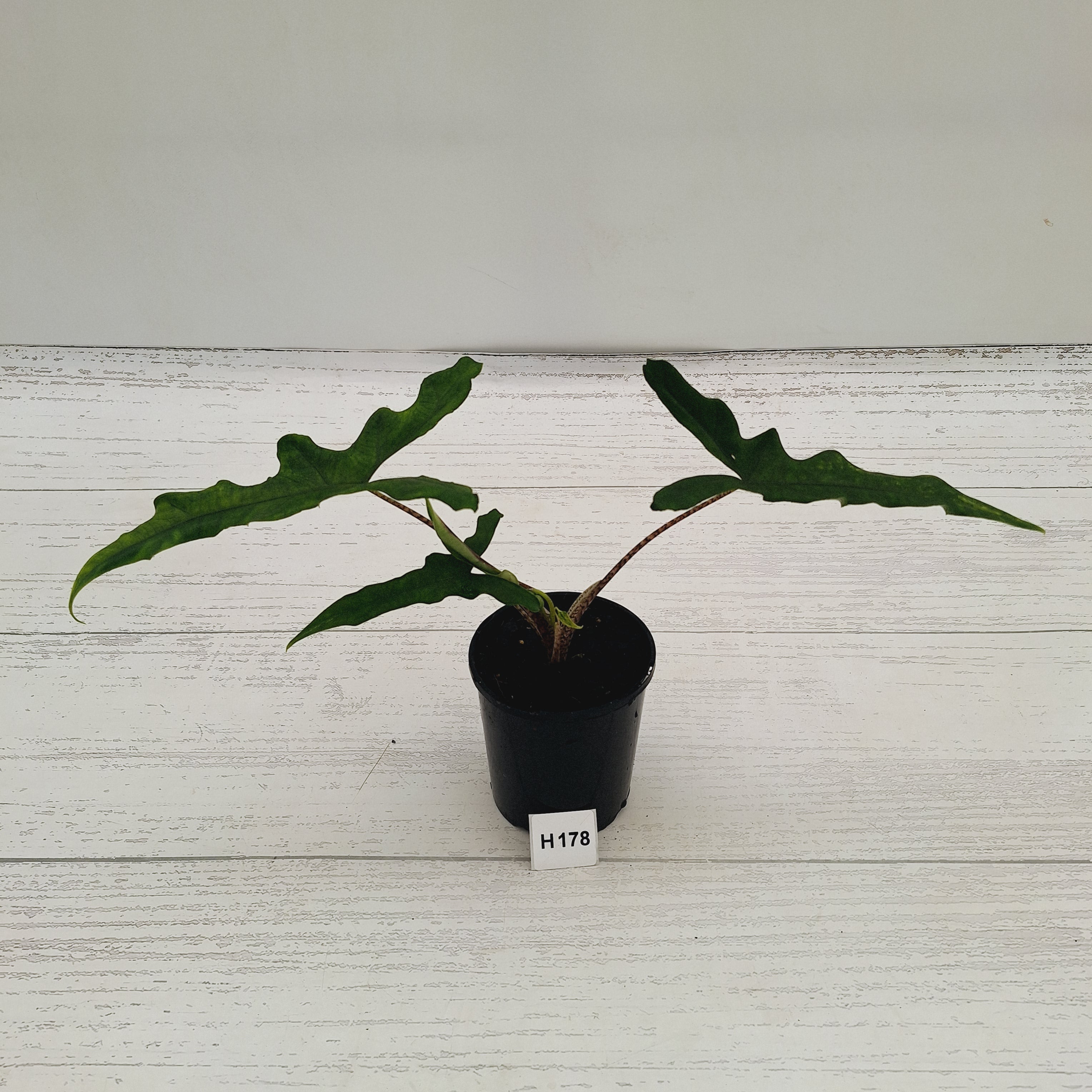 Alocasia sp. ‘Sabrina’ Aurea