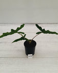 Alocasia sp. ‘Sabrina’ Aurea